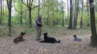 Training a German Shepherd, a Malinois, a Cattle Dog | Teaching tricks