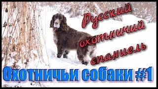 Охотничьи собаки #1. Охота с собаками. Русский охотничий спаниель. Hunting in Russia