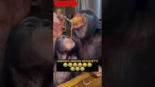 Monyet mukbang Mie | Video lucu pasti ketawa dan ngakak.. #funny #humor #viralvideo #memes #short