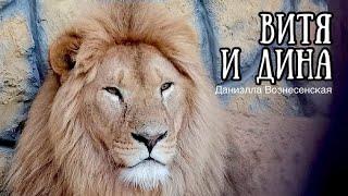 Львы ВИТЯ и ДИНА в ожидании... (Презент: часть 1. Вручение) Life of #lions​ #animals