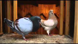 Documentary on Fancy Pigeon Breeding