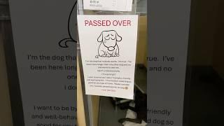 I’m the dog no-one wants  Story in comments #dog #adoptme #sad #please #florida #shorts #fyp #help