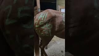 So schrecklich  #horse #hurricane #pferdetraining #equestrian #riding #pferde #horses #pferdesport