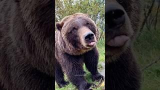 Funniest Bears Videos Polar Bear | Funny Animals #shorts #bear #funnybear