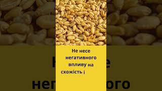 Фумігант Джин  - для знищення  шкідників зерна #агро  #АгроекспертТрейд #АгроЗнайка  #shorts