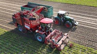 HOLMER Terra Dos 5 am Rüben roden / Abfahrer FENDT 828 / OSTERS & VOß / 4K