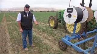 Onion Production in California