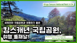 300년 전에 쓰러진 나무 터널이 있는 킹스캐년 국립공원 방문하기, 여행 둘째 날! Kings Canyon National Park