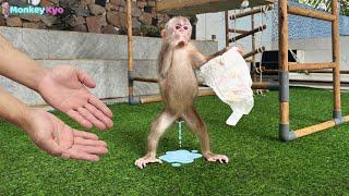 Baby Monkey Kyo: Dad, help! I peed my diaper!