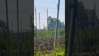 THE PRIDE OF KASHMIRAPPLE ORCHARDS #shorts #nature