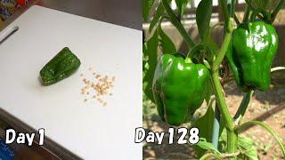 How to grow green bell peppers from store-bought green bell peppers