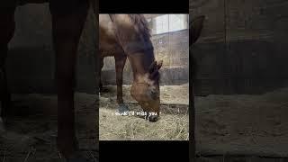 TJ is not dead, but she was at my old barn and i miss her sm  #cutehorses #equestrian #horsemanship
