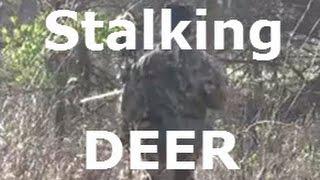 Stalking a bedded Buck!! - Whitetail deer bow hunt - public land