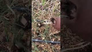 2025 garlic harvests #gardening #garden #gardentips