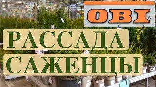 ОБИ. РАССАДА/САЖЕНЦЫ/ХВОЙНЫЕ/АКЦИИ.