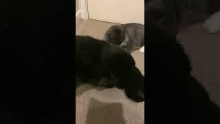 Salem And Kurama 67
