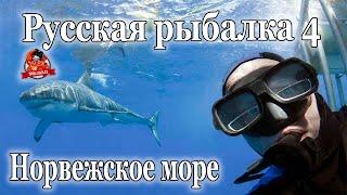 Русская рыбалка 4 Ловим на донную оснастку с мертвой рыбой