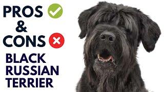 Black Russian Terrier Dog Breed Pros and Cons | Black Russian TerrierAdvantages and Disadvantages