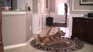 Courteous Canine's Video to Advertise In-home Pet Care