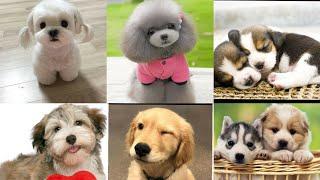 Cute dog collection 2021|Dog WhatsApp dp|dog wallpaper |HD wallpapers| dp collection #cutedogs #dogs