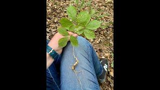 American Ginseng in Kentucky - Five Minute Version