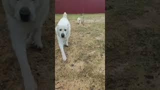 Главное -навести суету  и удрать #alabaydog#family #милота#охраннаясобака #centralasianshepherddog