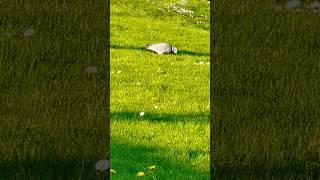 Wood Pigeon Foraging For Food Next To Dandelions And Daisies #birds #avian #nature