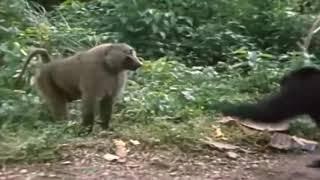 2 Chimpanzees VS Baboon