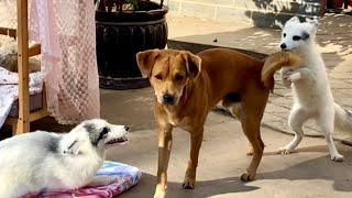 So adorable! A cute video of a little fox  playing with a dog . 