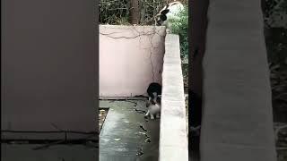 funny cut #shorts #youtube #funnycats