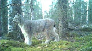 Anchorage woman eager to see what game camera turns up