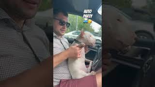 МиниБуль Churchill & Marc на AUTO PARTY #love #animals #puppy #минибуль #doglover #буль #pets