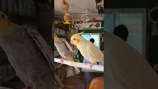 fully tame cokatail wisiling #playfulbird#bird paradise