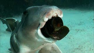 The dark secret of the Port Jackson Sharks | Animal Instincts