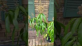 Flowers on Mango From Cutting in 3 Years #mango  #youtubeshorts #flowers #gardentricks