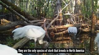 Some NEED TO KNOW FACTS About the High-Flying Wood Stork