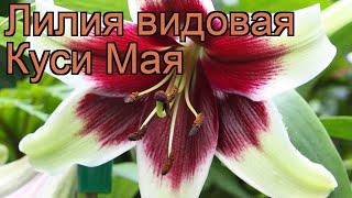 Лилия видовая Куси Мая (lilium)  видовая лилия Куси Мая обзор: как сажать, луковицы лилии Куси Мая