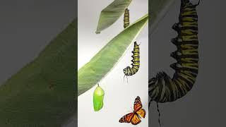 Monarch Butterfly Caterpillars Metamorphosis