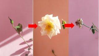 White rose timelapse||MESIM||