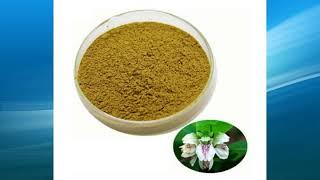 adhatoda vasica extract supplier,wholesale,bulk,factory