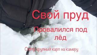 Свой пруд. Провалился под лед. Осетр крупный карп на камеру подо льдом в январе.