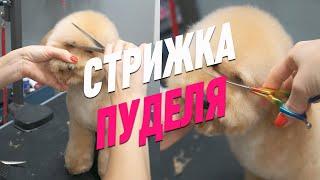 ГРУМИНГ ПУДЕЛЯ / СТРИЖКА ПУДЕЛЯ В АЗИАТСКОМ СТИЛЕ / Эпизод МАСТЕР-КЛАССА / GROOM SCHOOL