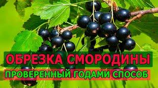 ОБРЕЖЬТЕ ТАК СМОРОДИНУ И ОНА ЗАВАЛИТ ВАС УРОЖАЕМ ЛЕТОМ. ОБРЕЗКА СМОРОДИНЫ НА УРОЖАЙ. СМОРОДИНА.