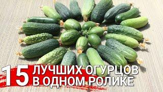 15 лучших огурцов в одном ролике | Огурцы на любой вкус