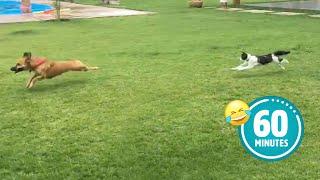 Hilarious Cat CHASES Dog  | FUNNIEST Animals and Pets