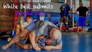 Purple belt submitted by white belt!