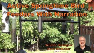 Active Springtime Bird Feeders with Narration