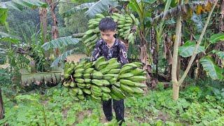 Nam's pruning eggplants, gardening - Harvesting bananas for sale. Nam's daily life
