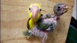 Hand raising baby Kakariki Parrots