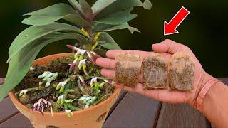 Put 1 bag in the root! 100 orchid branches bloom continuously without stopping